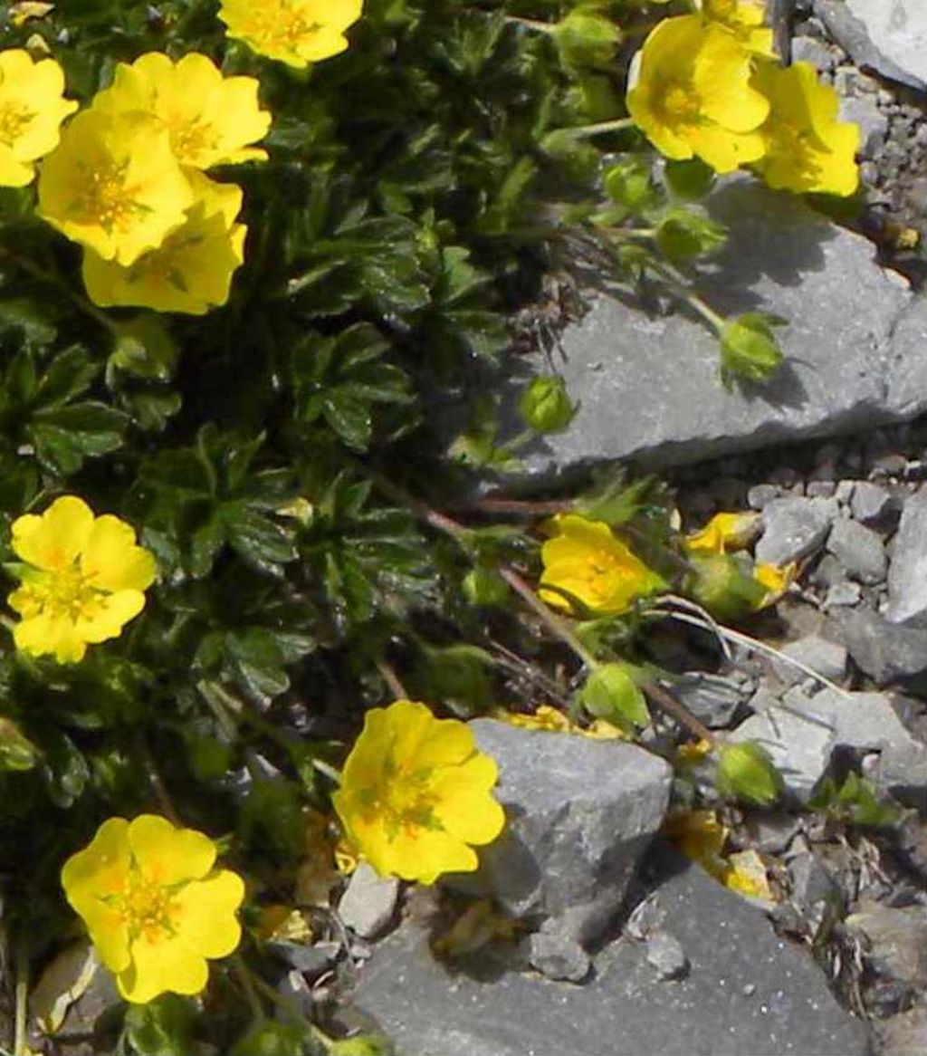 quale Potentilla? Potentilla cfr. crantzii